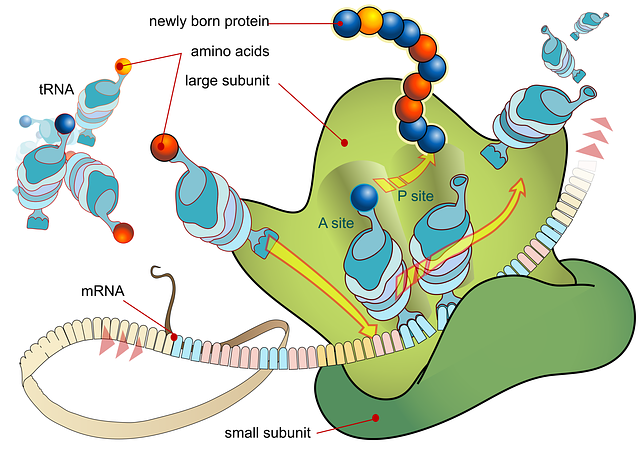 Proteinsynthese